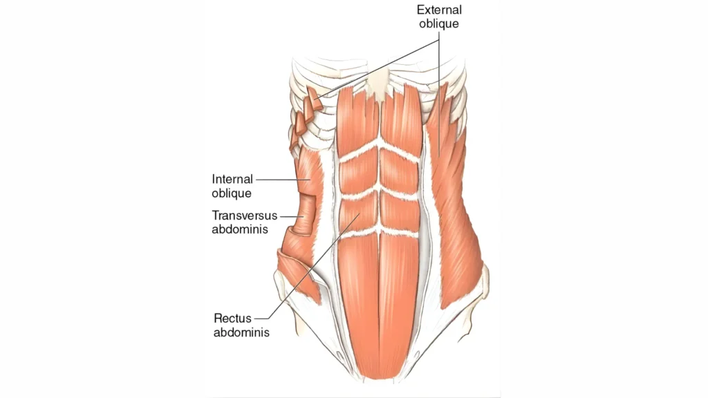 What Are Oblique Muscles